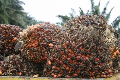 Harga CPO Belum Bangkit, Dua Pekan Beruntun Melemah